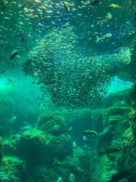 新江ノ島水族館に投稿された画像（2023/5/1）