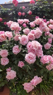 横浜イングリッシュガーデンに投稿された画像（2023/5/1）