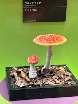 特別展「毒」に投稿された画像（2023/5/1）