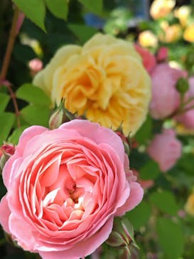 横浜イングリッシュガーデンに投稿された画像（2023/5/1）