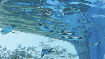 サンシャイン水族館に投稿された画像（2023/5/1）