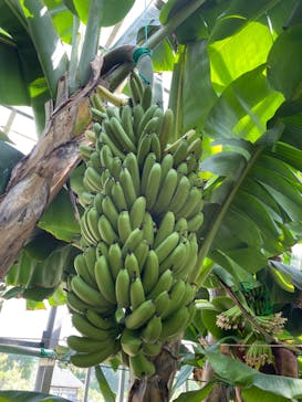 熱川バナナワニ園に投稿された画像（2023/5/1）