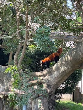 熱川バナナワニ園に投稿された画像（2023/5/1）