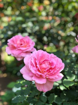 横浜イングリッシュガーデンに投稿された画像（2023/5/1）