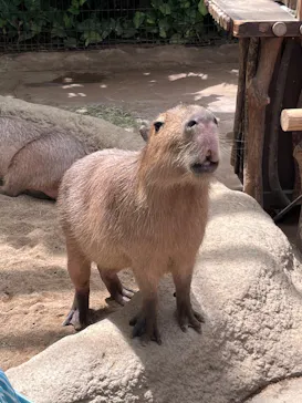 神戸どうぶつ王国に投稿された画像（2023/5/1）