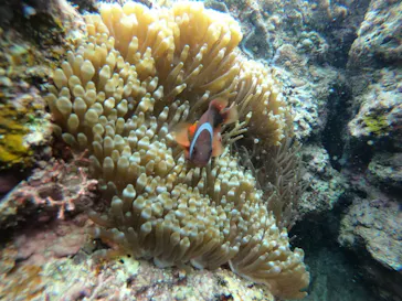 武藤潜水に投稿された画像（2023/5/1）