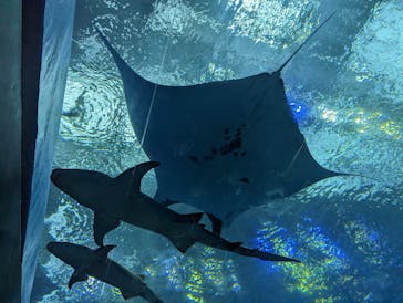 沖縄美ら海水族館に投稿された画像（2023/5/1）