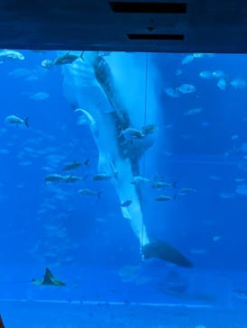 沖縄美ら海水族館に投稿された画像（2023/5/1）