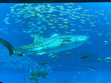 沖縄美ら海水族館に投稿された画像（2023/5/1）