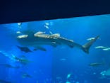 沖縄美ら海水族館に投稿された画像（2023/5/1）