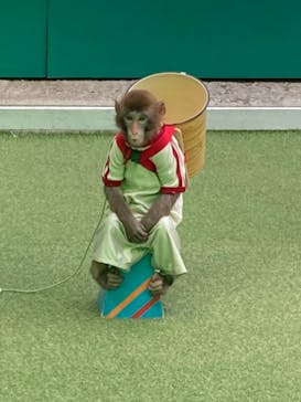 おさるランド＆アニタウン　日光さる軍団劇場に投稿された画像（2023/5/1）