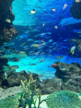 サンシャイン水族館に投稿された画像（2023/5/1）