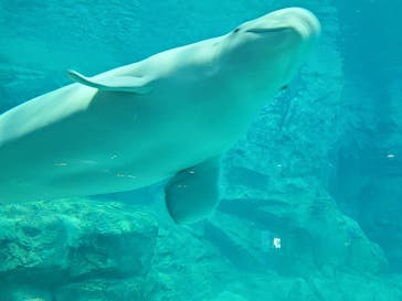 名古屋港水族館に投稿された画像（2023/5/1）