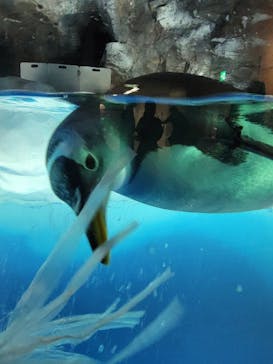 名古屋港水族館に投稿された画像（2023/5/1）