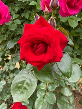 京成バラ園に投稿された画像（2023/5/1）