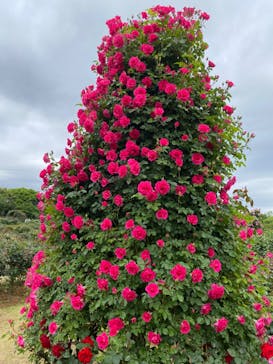 京成バラ園に投稿された画像（2023/5/1）