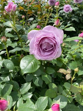 京成バラ園に投稿された画像（2023/5/1）