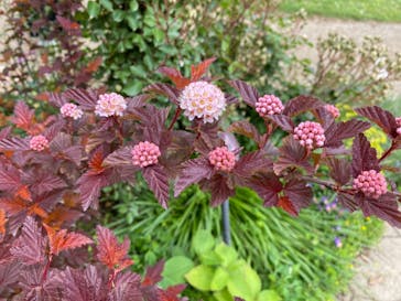 京成バラ園に投稿された画像（2023/5/1）