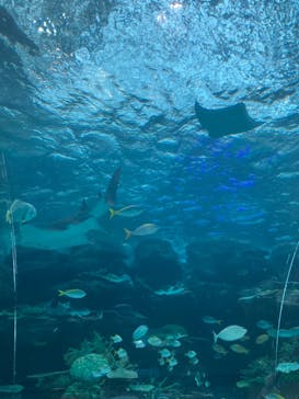 名古屋港水族館に投稿された画像（2023/5/1）