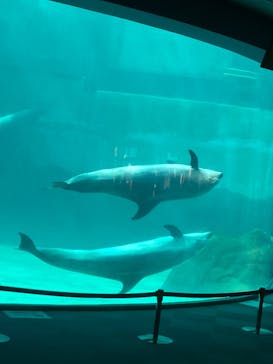 名古屋港水族館に投稿された画像（2023/5/1）