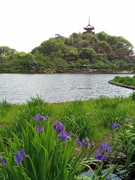 三溪園に投稿された画像（2023/5/1）