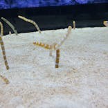 すみだ水族館に投稿された画像（2023/5/1）