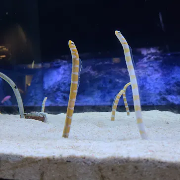 すみだ水族館に投稿された画像（2023/5/1）