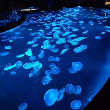 すみだ水族館に投稿された画像（2023/5/1）