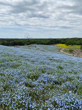 国営ひたち海浜公園プレジャーガーデンに投稿された画像（2023/5/1）