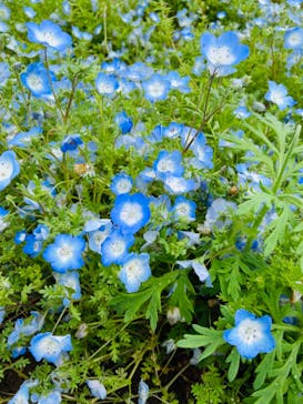 国営ひたち海浜公園プレジャーガーデンに投稿された画像（2023/5/1）