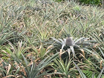 ナゴパイナップルパークに投稿された画像（2023/5/1）