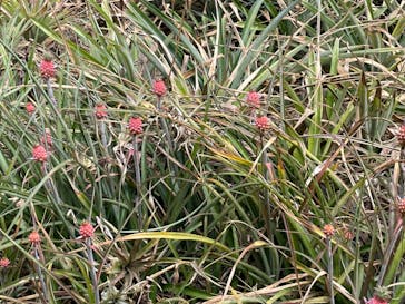 ナゴパイナップルパークに投稿された画像（2023/5/1）