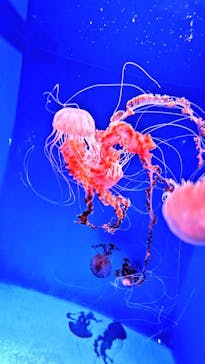 新江ノ島水族館に投稿された画像（2023/5/1）