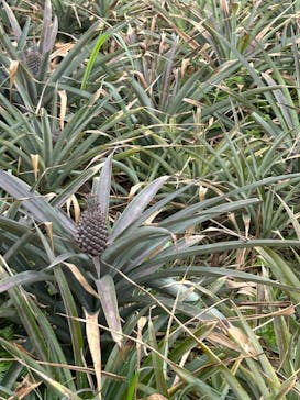 ナゴパイナップルパークに投稿された画像（2023/5/1）