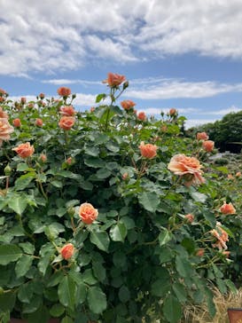 京成バラ園に投稿された画像（2023/5/1）