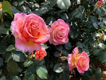 京成バラ園に投稿された画像（2023/5/1）