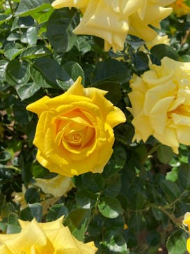 京成バラ園に投稿された画像（2023/5/1）