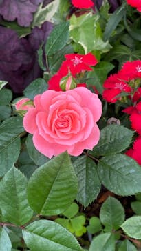 横浜イングリッシュガーデンに投稿された画像（2023/5/1）