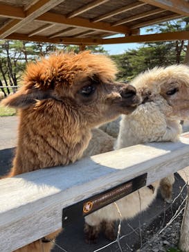 那須どうぶつ王国に投稿された画像（2023/5/1）