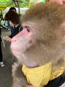 おさるランド＆アニタウン　日光さる軍団劇場に投稿された画像（2023/5/1）