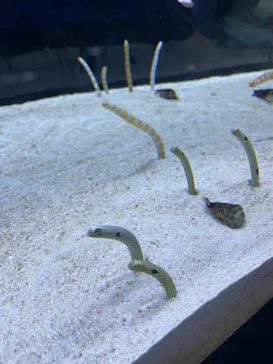 すみだ水族館に投稿された画像（2023/5/1）