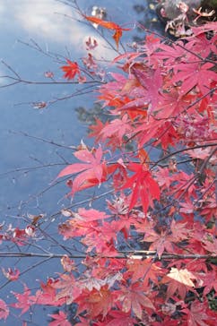 三溪園に投稿された画像（2022/12/9）