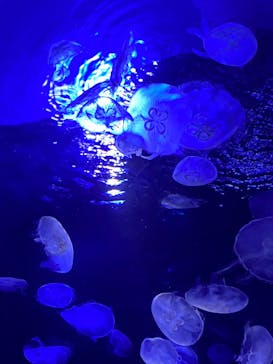 サンシャイン水族館に投稿された画像（2023/5/1）