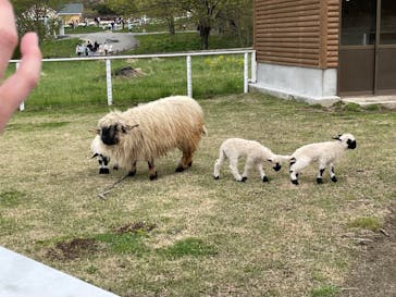 那須どうぶつ王国に投稿された画像（2023/5/1）
