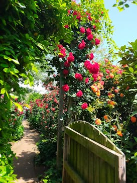 横浜イングリッシュガーデンに投稿された画像（2023/5/2）