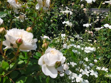 横浜イングリッシュガーデンに投稿された画像（2023/5/2）