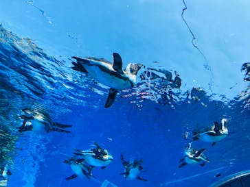 サンシャイン水族館に投稿された画像（2023/5/2）