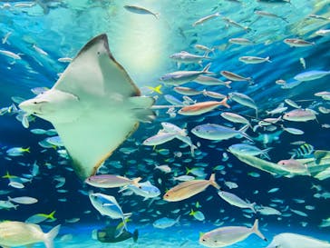 サンシャイン水族館に投稿された画像（2023/5/2）