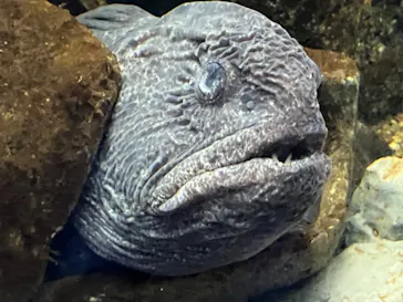 横浜・八景島シーパラダイスに投稿された画像（2023/5/2）