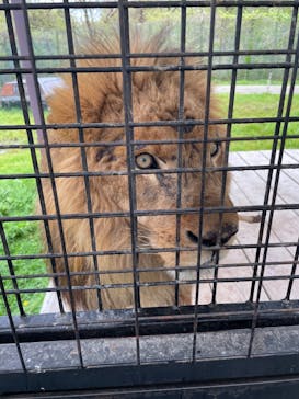 那須サファリパークに投稿された画像（2023/5/2）